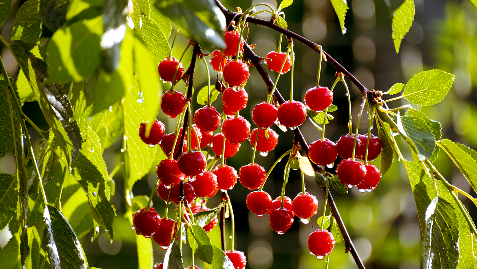 水肥一體化 水肥一體化