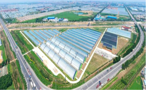 中國500強(qiáng)建設(shè)銀行蔬菜小鎮(zhèn)、番茄小鎮(zhèn)
