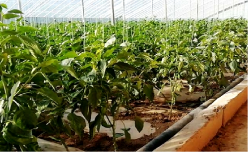 甘肅張掖智慧農業建設項目